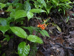 Globba atrosanguinea
