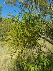 Viscum combreticola