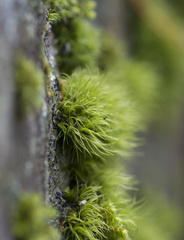 Paraleucobryum longifolium