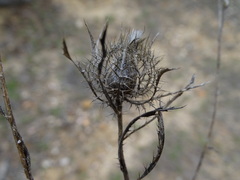 Atractylis cancellata