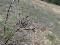 Atractylis cancellata