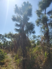 Pinus elliottii densa