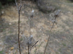 Atractylis cancellata