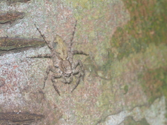 Phaeacius fimbriatus