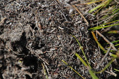 Myrmicaria nigra
