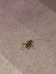 Gryllodes sigillatus