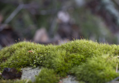 Paraleucobryum longifolium