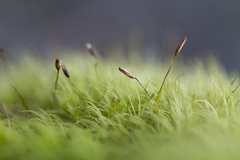 Paraleucobryum longifolium