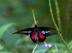 Parides neophilus