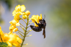 Xylocopa griswoldi