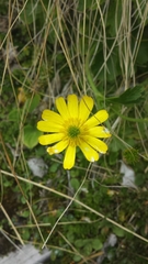 Ranunculus nivicola