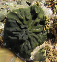 Codium convolutum