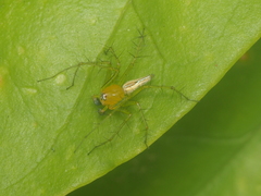 Oxyopes javanus