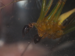 Oxyopes javanus