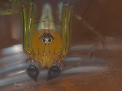 Oxyopes javanus