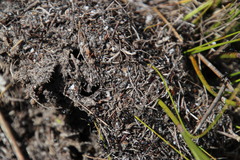Myrmicaria nigra