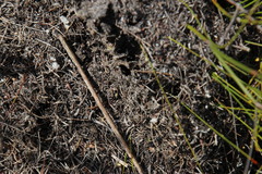 Myrmicaria nigra