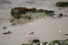 Charadrius hiaticula