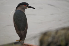 Nycticorax nycticorax obscurus