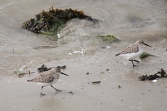 Calidris alpina