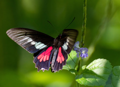 Parides neophilus