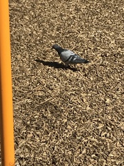 Columba livia domestica