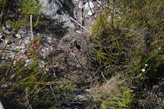 Myrmicaria nigra