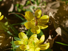 Apis mellifera