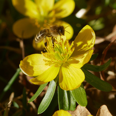 Apis mellifera