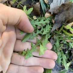 Taraxacum officinale image