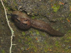 Cryptaustenia