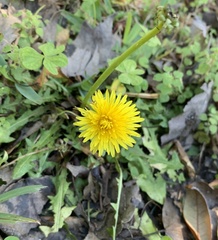 Taraxacum officinale image