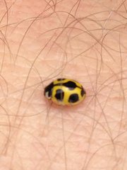 Oenopia sauzeti