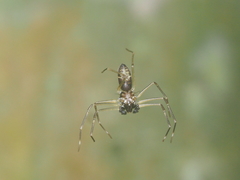 Smodicinodes kovaci