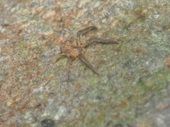 Pharta bimaculata