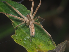Heteropoda ocyalina