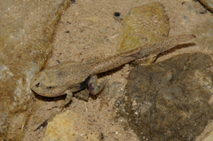 Italian Stream Frog photo 4