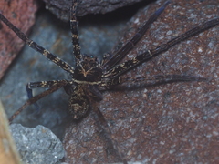 Heteropoda tetrica