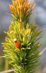 Retzia capensis