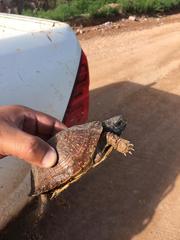 Terrapene nelsoni klauberi