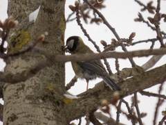 Parus major