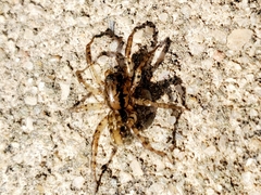 Allocosa