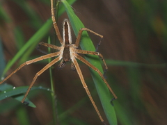 Heteropoda ocyalina
