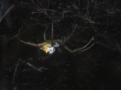 Cyrtophora cylindroides