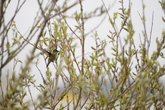 Sephanoides sephaniodes