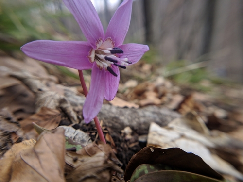 Crveni pasji zub (Erythronium dens-canis)