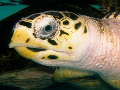 Eretmochelys imbricata