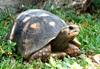 Galápagos Giant Tortoises and Allies - Photo (c) Pedro D. Vernet P., some rights reserved (CC BY-NC), uploaded by Pedro D. Vernet P.