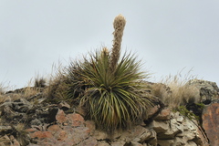 Puya lutheri