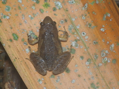 Microhyla orientalis